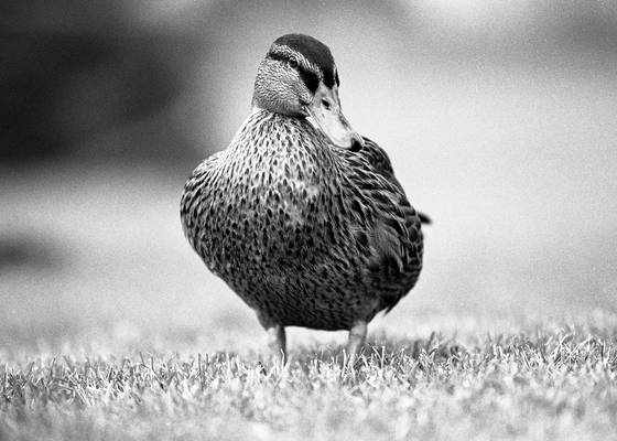Untitled_5