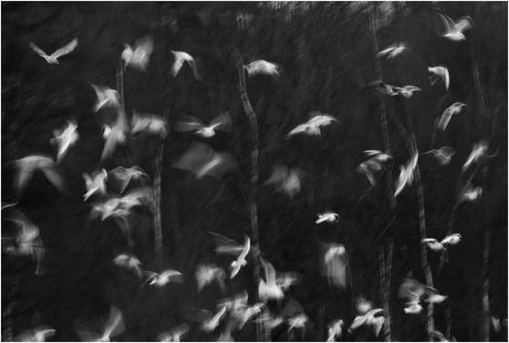 Gulls_blur