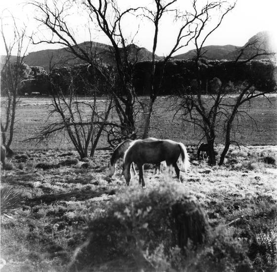 Horses