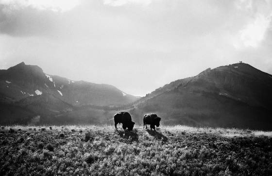 Teton_buffalo