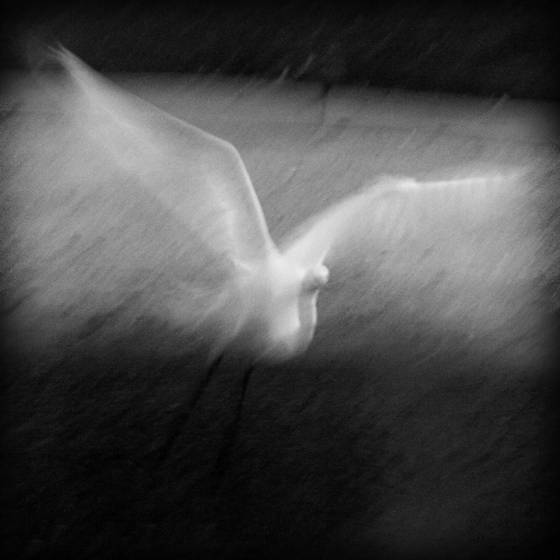 Taking_wing