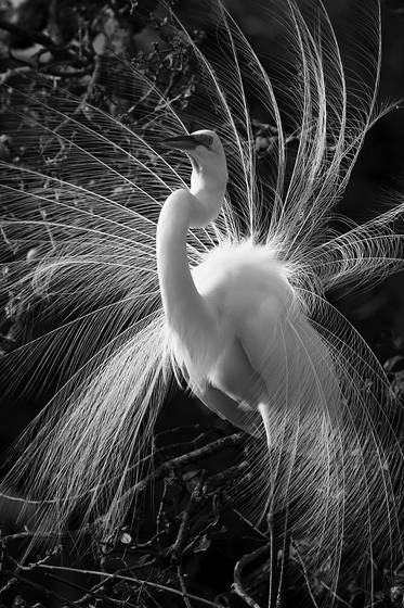 Great_egret_breeding_plumes