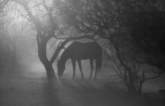 Surreal_horse_in_the_early_light