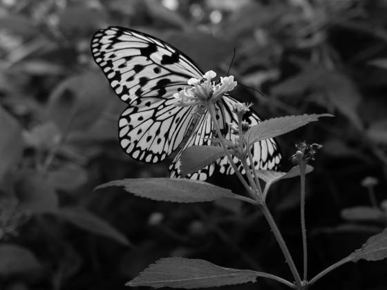 Untitled_5