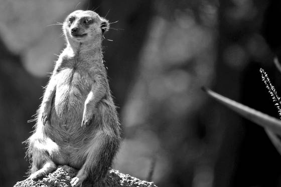 Pop_goes_the_weasel