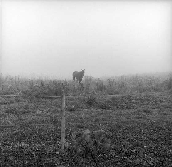Horses__1