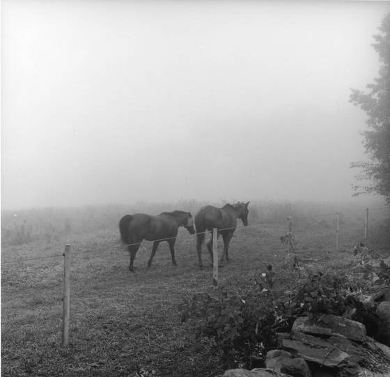 Horses__2
