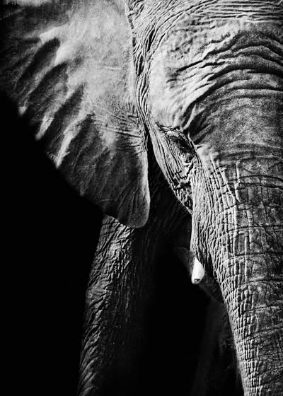 Portrait_of_an_elephant_3