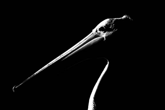 Pelican