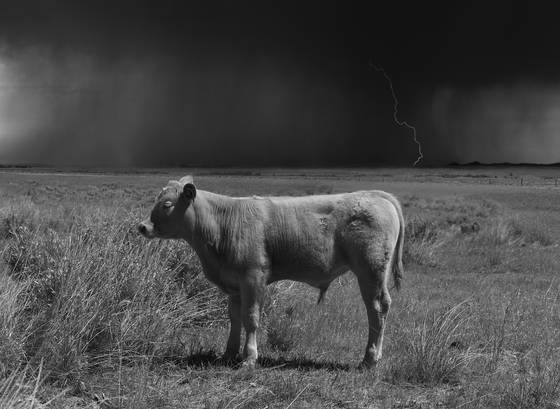 Calf