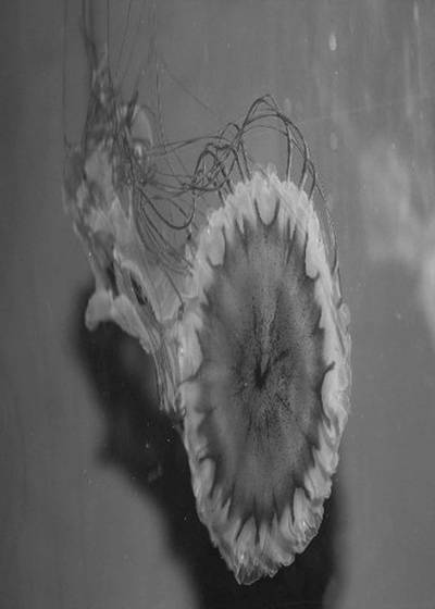 Jellyfish