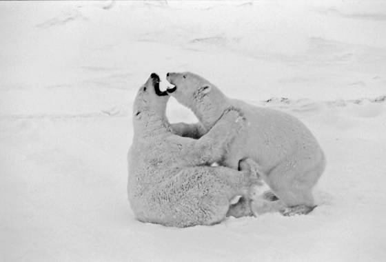 _9_wrestling