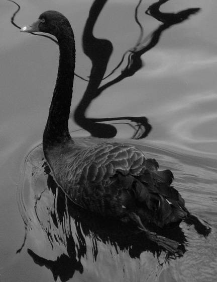 Black_swan