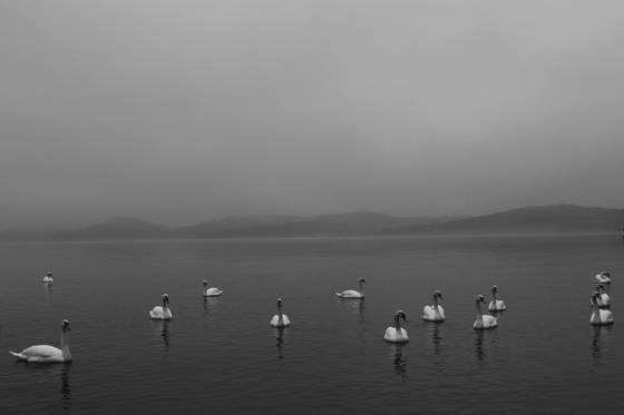 Swans