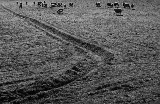 Sheeps_cruise