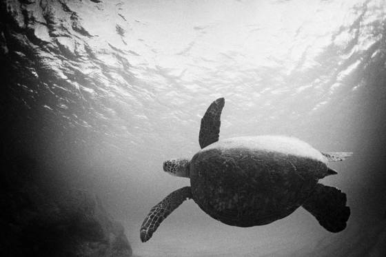 Honu_1
