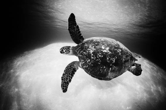Honu_4