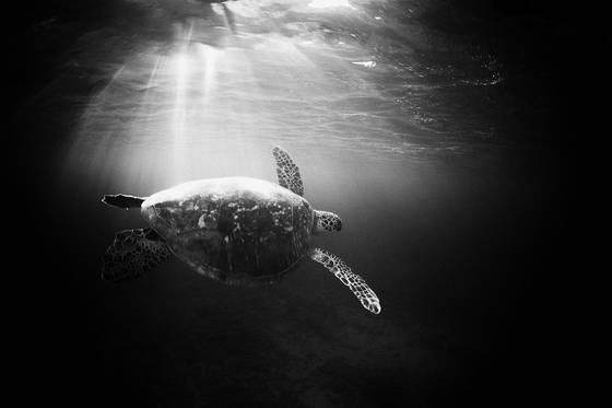 Honu_5