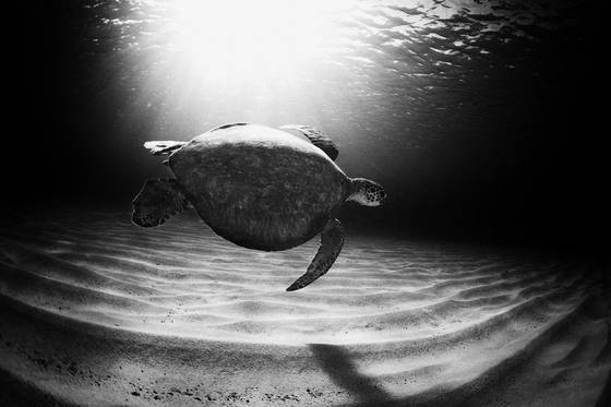 Honu_7