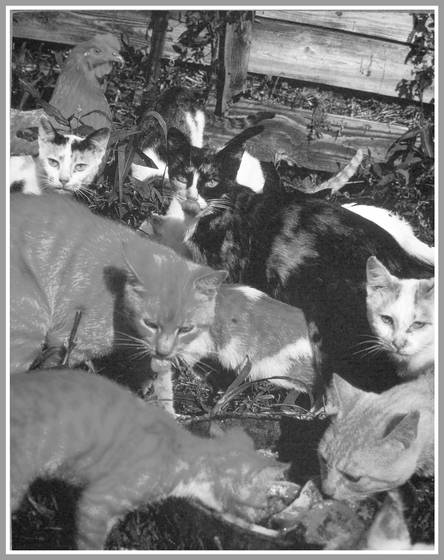 Cats_and_chicken