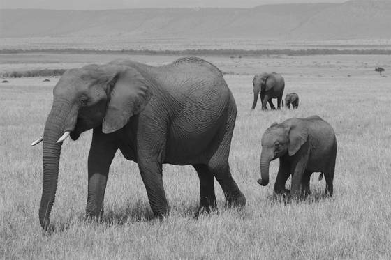 Elephant_families