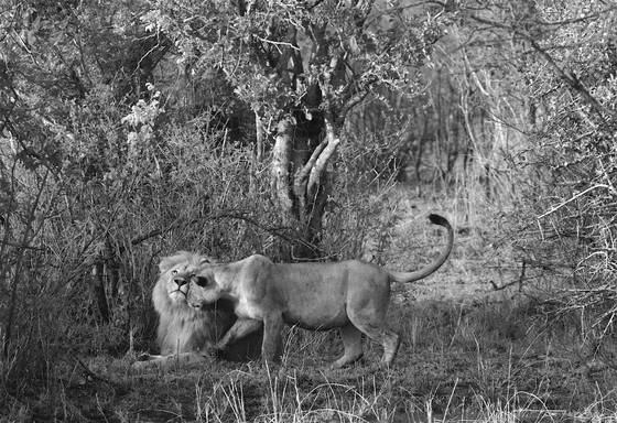Lion_love
