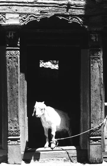 Goat_tied_up