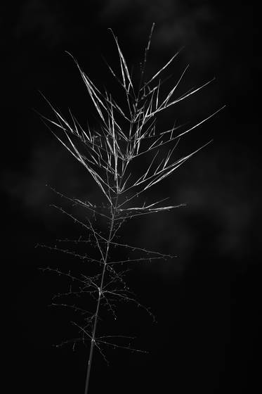 Winter_dance__9