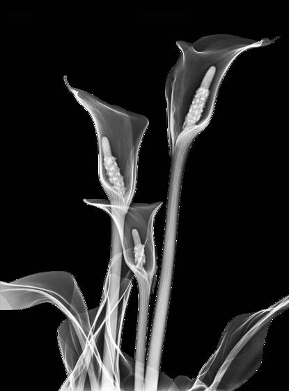 Calla_lillies_negative_xray