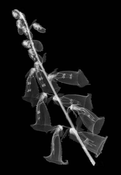 Foxglove_negative_xray