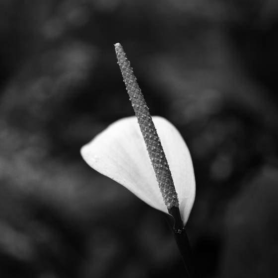 Monochromia_botanica_study__3
