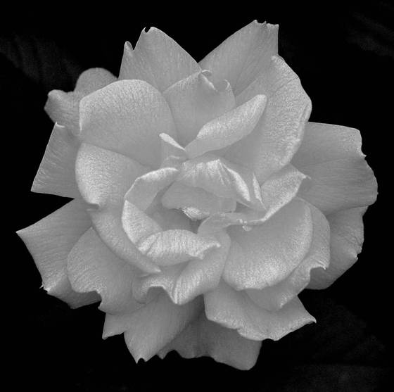 A_rose_for_sally_2