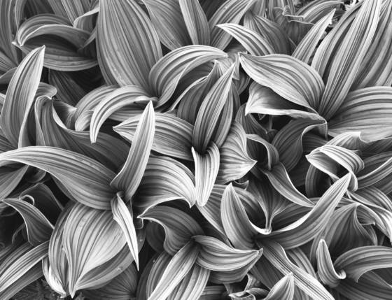 Corn_lilies