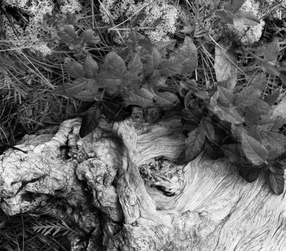 Driftwood