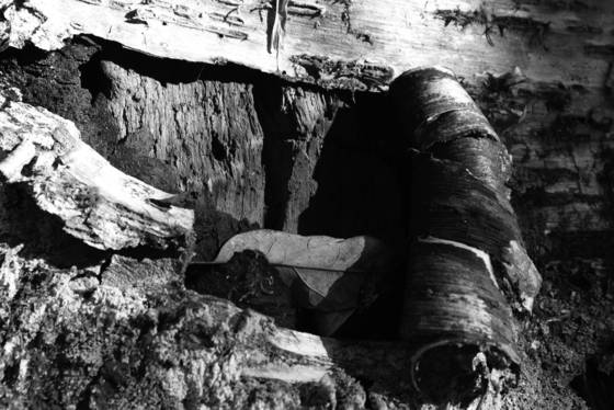 Tree_bark_1