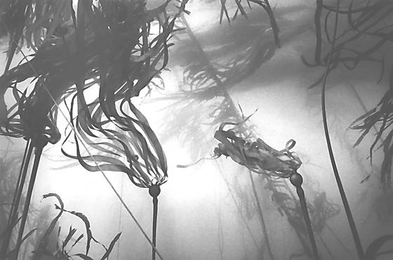 Bull_kelp_forest_dance_1