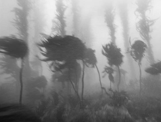 Kelp_forest_time_study