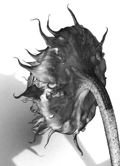 Plant_abstraction_2