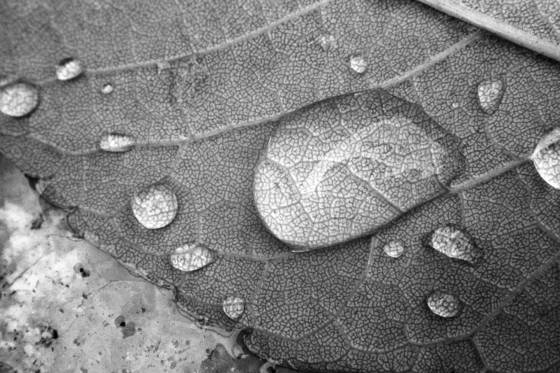 Leaf_anatomy
