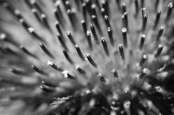 Pollen
