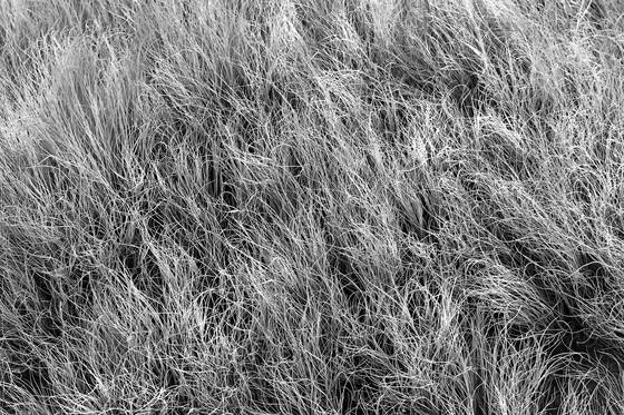 Roadside_grass_1