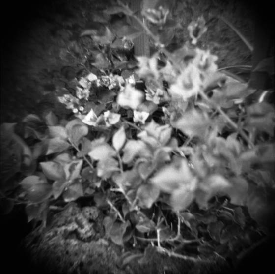 Faerie_ring