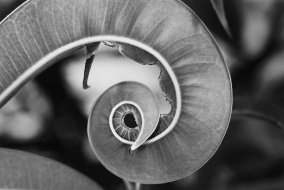 Leaf_detail