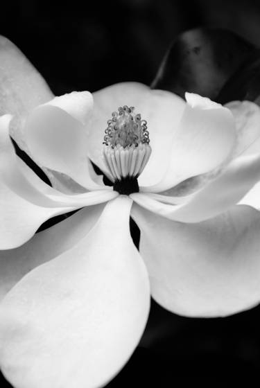 Magnolia