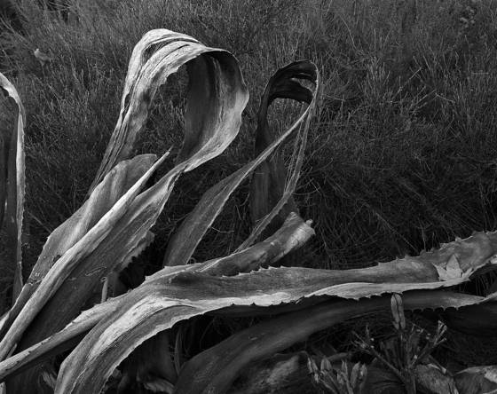 Mystic_light_canyon_11