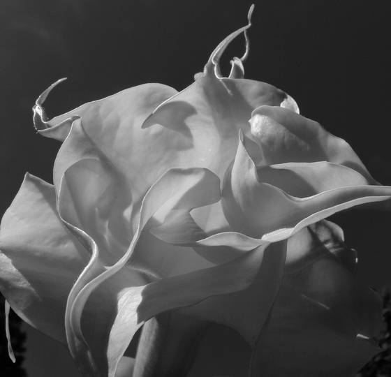 Datura__2