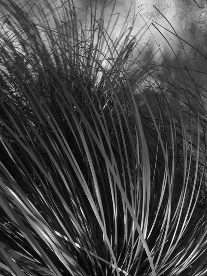Wild_weather