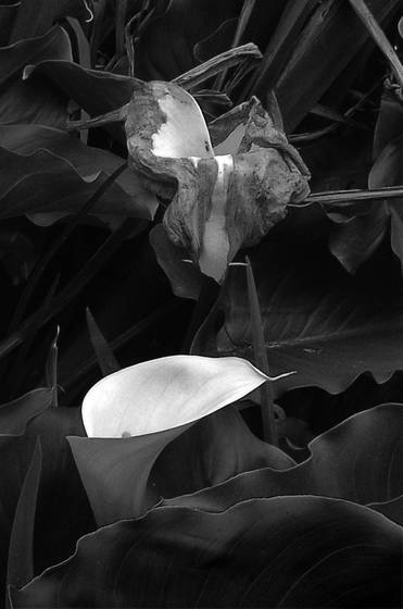 Cala_death_3