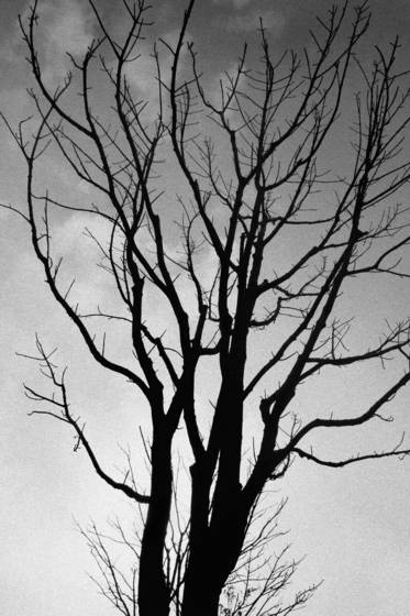 Branches_8