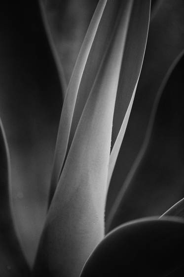 Foxtail_agave_i